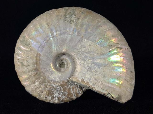 Cleoniceras (Grycia) cf. besairiei COLLIGNON 1949 - Bild © FossNet FossilienStore